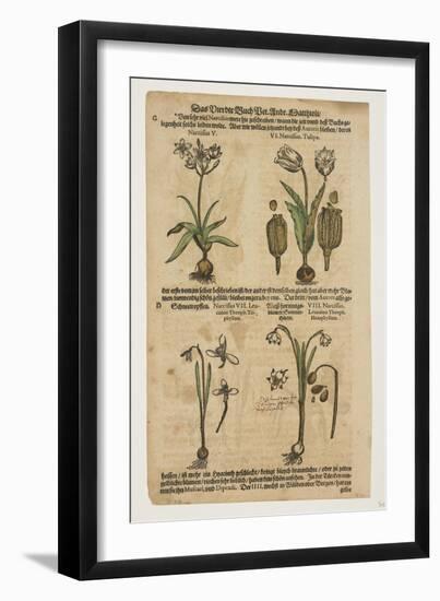 Narcissus, from Commentarii in Sex Libros Pedacii Dioscoridis, 1544-85 (Hand-Coloured Woodcut)-Pietro Andrea Mattioli-Framed Giclee Print