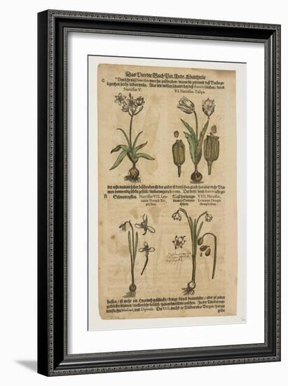 Narcissus, from Commentarii in Sex Libros Pedacii Dioscoridis, 1544-85 (Hand-Coloured Woodcut)-Pietro Andrea Mattioli-Framed Giclee Print