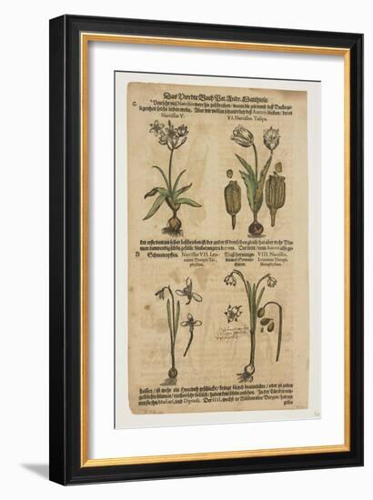 Narcissus, from Commentarii in Sex Libros Pedacii Dioscoridis, 1544-85 (Hand-Coloured Woodcut)-Pietro Andrea Mattioli-Framed Giclee Print