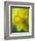 Narcissus Golden Harvest-Clive Nichols-Framed Photographic Print