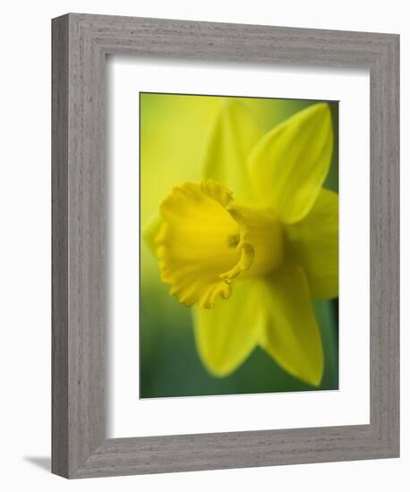 Narcissus Golden Harvest-Clive Nichols-Framed Photographic Print