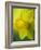 Narcissus Golden Harvest-Clive Nichols-Framed Photographic Print