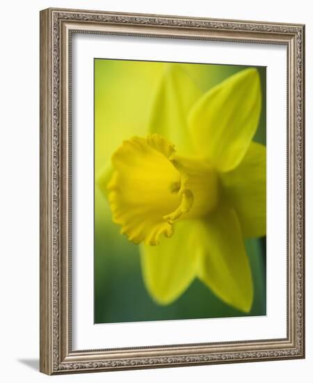 Narcissus Golden Harvest-Clive Nichols-Framed Photographic Print