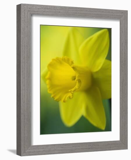 Narcissus Golden Harvest-Clive Nichols-Framed Photographic Print