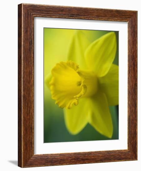 Narcissus Golden Harvest-Clive Nichols-Framed Photographic Print