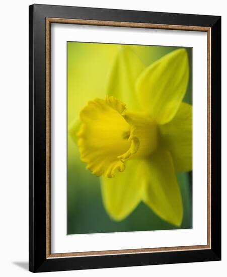 Narcissus Golden Harvest-Clive Nichols-Framed Photographic Print