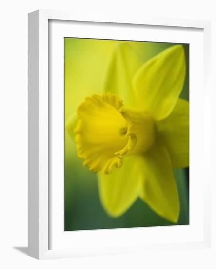 Narcissus Golden Harvest-Clive Nichols-Framed Photographic Print