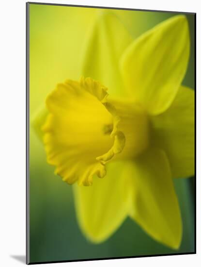 Narcissus Golden Harvest-Clive Nichols-Mounted Photographic Print