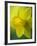 Narcissus Golden Harvest-Clive Nichols-Framed Photographic Print