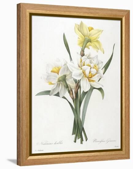 Narcissus Gouani (Double Daffodil), 1827-Pierre Joseph Redoute-Framed Premier Image Canvas