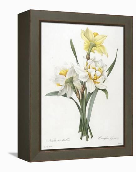 Narcissus Gouani (Double Daffodil), 1827-Pierre Joseph Redoute-Framed Premier Image Canvas