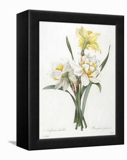 Narcissus Gouani (Double Daffodil), 1827-Pierre Joseph Redoute-Framed Premier Image Canvas