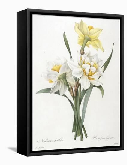 Narcissus Gouani (Double Daffodil), 1827-Pierre Joseph Redoute-Framed Premier Image Canvas