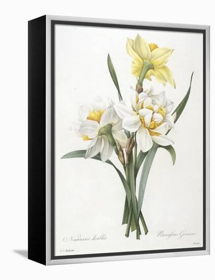 Narcissus Gouani (Double Daffodil), 1827-Pierre Joseph Redoute-Framed Premier Image Canvas