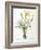 Narcissus Gouani (Double Daffodil), 1827-Pierre Joseph Redoute-Framed Giclee Print