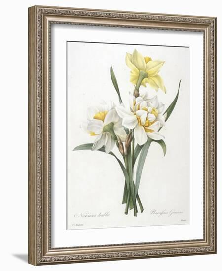 Narcissus Gouani (Double Daffodil), 1827-Pierre Joseph Redoute-Framed Giclee Print