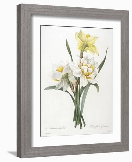 Narcissus Gouani (Double Daffodil), 1827-Pierre Joseph Redoute-Framed Giclee Print