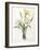 Narcissus Gouani (Double Daffodil), 1827-Pierre Joseph Redoute-Framed Giclee Print