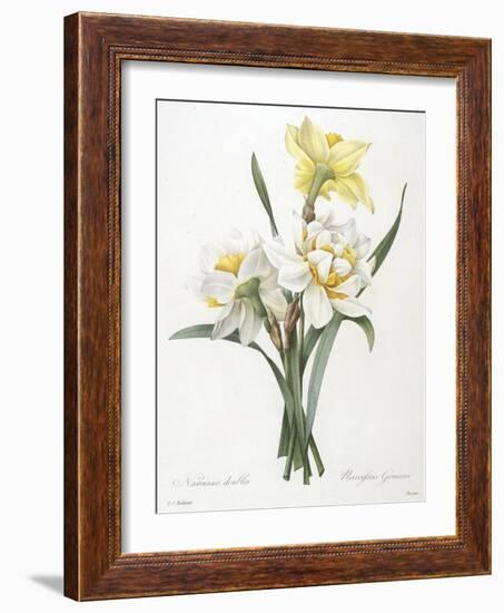 Narcissus Gouani (Double Daffodil), 1827-Pierre Joseph Redoute-Framed Giclee Print