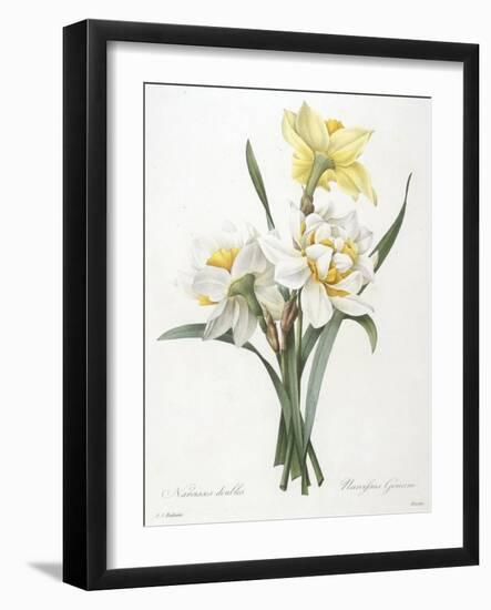 Narcissus Gouani (Double Daffodil), 1827-Pierre Joseph Redoute-Framed Giclee Print