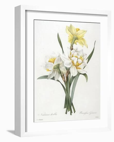 Narcissus Gouani (Double Daffodil), 1827-Pierre Joseph Redoute-Framed Giclee Print