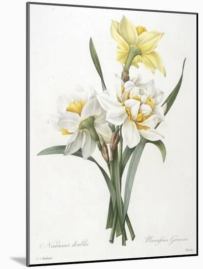 Narcissus Gouani (Double Daffodil), 1827-Pierre Joseph Redoute-Mounted Giclee Print