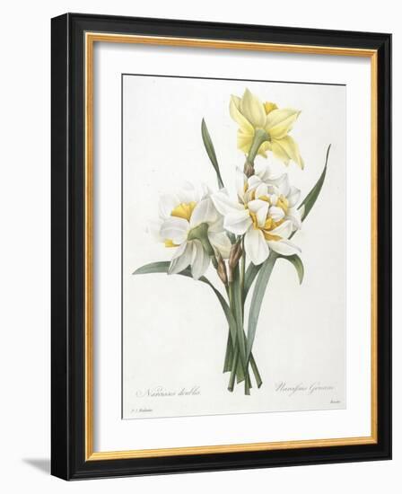 Narcissus Gouani (Double Daffodil), 1827-Pierre Joseph Redoute-Framed Giclee Print