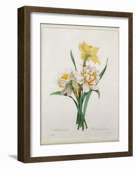 Narcissus Gouani (Double Daffodil), Engraved by Bessin, from 'Choix Des Plus Belles Fleurs', 1827-Pierre-Joseph Redouté-Framed Giclee Print