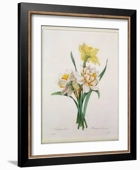 Narcissus Gouani (Double Daffodil), Engraved by Bessin, from 'Choix Des Plus Belles Fleurs', 1827-Pierre-Joseph Redouté-Framed Giclee Print