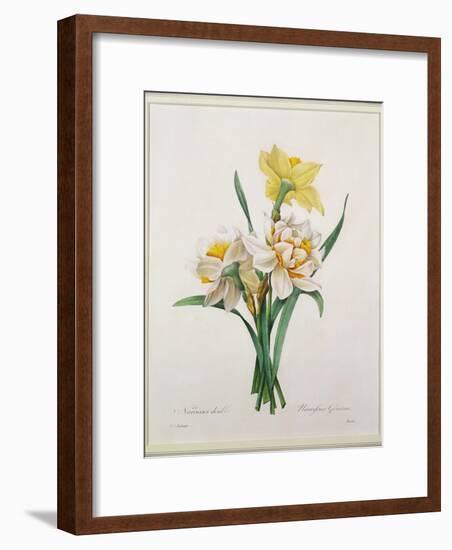 Narcissus Gouani (Double Daffodil), Engraved by Bessin, from 'Choix Des Plus Belles Fleurs', 1827-Pierre-Joseph Redouté-Framed Giclee Print