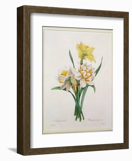 Narcissus Gouani (Double Daffodil), Engraved by Bessin, from 'Choix Des Plus Belles Fleurs', 1827-Pierre-Joseph Redouté-Framed Giclee Print