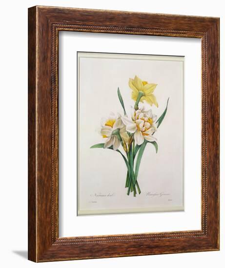 Narcissus Gouani (Double Daffodil), Engraved by Bessin, from 'Choix Des Plus Belles Fleurs', 1827-Pierre-Joseph Redouté-Framed Giclee Print