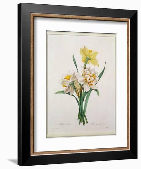 Narcissus Gouani (Double Daffodil), Engraved by Bessin, from 'Choix Des Plus Belles Fleurs', 1827-Pierre-Joseph Redouté-Framed Giclee Print