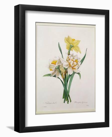 Narcissus Gouani (Double Daffodil), Engraved by Bessin, from 'Choix Des Plus Belles Fleurs', 1827-Pierre-Joseph Redouté-Framed Giclee Print