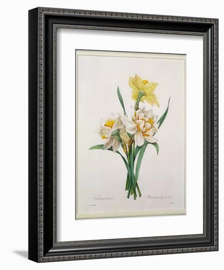 Narcissus Gouani (Double Daffodil), Engraved by Bessin, from 'Choix Des Plus Belles Fleurs', 1827-Pierre-Joseph Redouté-Framed Giclee Print