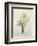 Narcissus Gouani (Double Daffodil), Engraved by Bessin, from 'Choix Des Plus Belles Fleurs', 1827-Pierre-Joseph Redouté-Framed Giclee Print