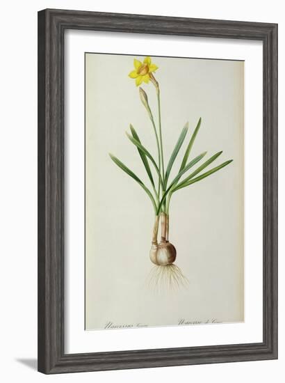 Narcissus Gouani, from 'Les Liliacees', 1805-Pierre Joseph Redoute-Framed Giclee Print