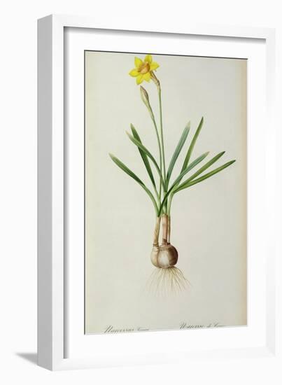 Narcissus Gouani, from 'Les Liliacees', 1805-Pierre Joseph Redoute-Framed Giclee Print