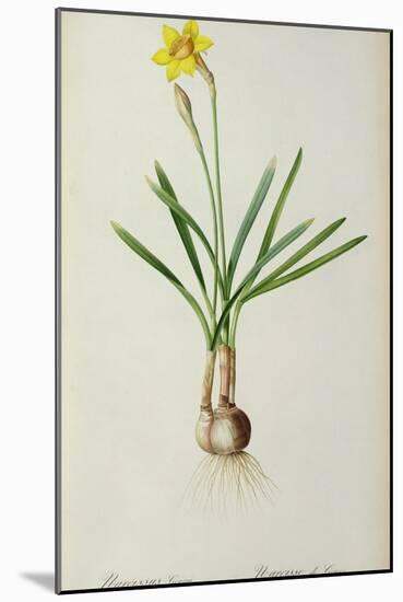 Narcissus Gouani, from 'Les Liliacees', 1805-Pierre Joseph Redoute-Mounted Giclee Print