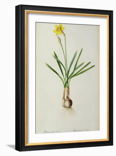 Narcissus Gouani, from 'Les Liliacees', 1805-Pierre Joseph Redoute-Framed Giclee Print