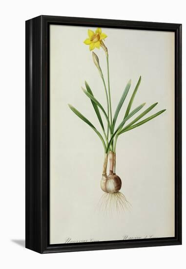 Narcissus Gouani, from 'Les Liliacees', 1805-Pierre Joseph Redoute-Framed Premier Image Canvas