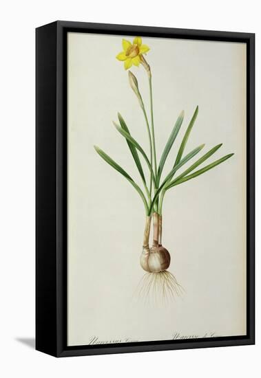 Narcissus Gouani, from 'Les Liliacees', 1805-Pierre Joseph Redoute-Framed Premier Image Canvas