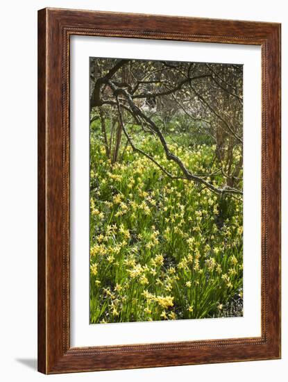 Narcissus 'Jumblie' Along One of the Wooded Walks at Rhs Wisley in March-Pedro Silmon-Framed Photographic Print