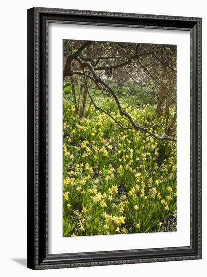 Narcissus 'Jumblie' Along One of the Wooded Walks at Rhs Wisley in March-Pedro Silmon-Framed Photographic Print
