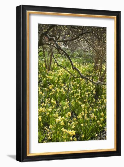 Narcissus 'Jumblie' Along One of the Wooded Walks at Rhs Wisley in March-Pedro Silmon-Framed Photographic Print