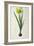 Narcissus Lazetta, from `'Plantae Selectae' by Christoph Jakob Trew-Pierre-Joseph Redouté-Framed Giclee Print