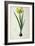 Narcissus Lazetta, from `'Plantae Selectae' by Christoph Jakob Trew-Pierre-Joseph Redouté-Framed Giclee Print