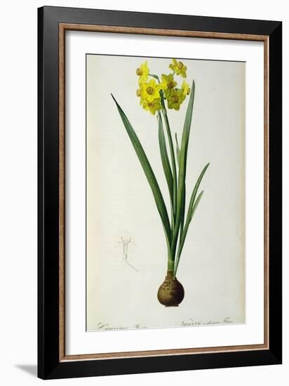 Narcissus Lazetta, from `'Plantae Selectae' by Christoph Jakob Trew-Pierre-Joseph Redouté-Framed Giclee Print