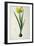 Narcissus Lazetta, from `'Plantae Selectae' by Christoph Jakob Trew-Pierre-Joseph Redouté-Framed Giclee Print