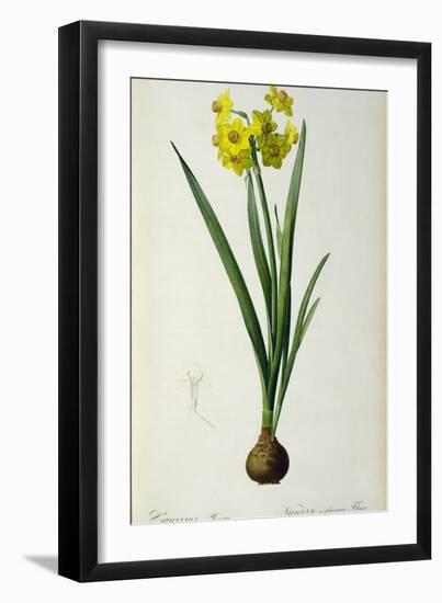 Narcissus Lazetta, from `'Plantae Selectae' by Christoph Jakob Trew-Pierre-Joseph Redouté-Framed Giclee Print